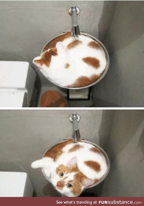 Cat-ppuccino