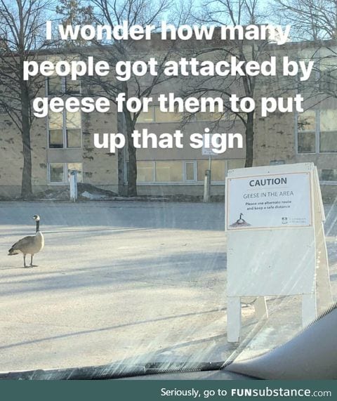 These geese don't play