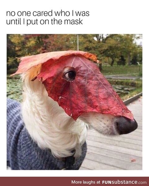 Masked doggo