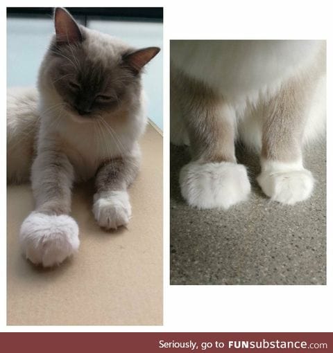Kitty got stung by a bee