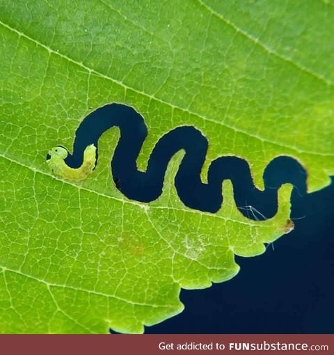 Teeny caterpillar creating a self portrait