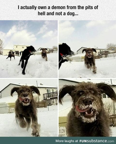 Demon dog