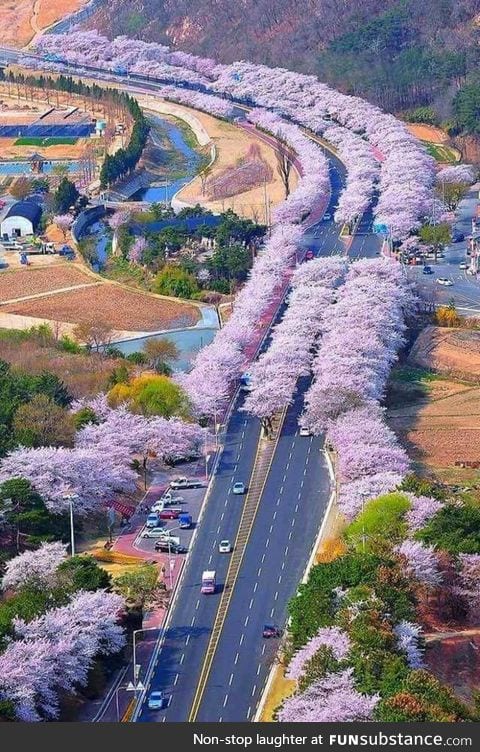 Cherry blossom land japan