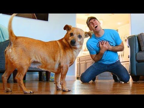 Faking your death in front of your dog