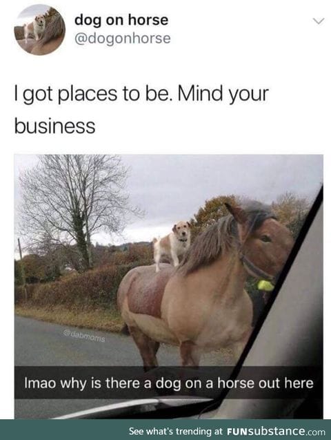 Dog has places to go