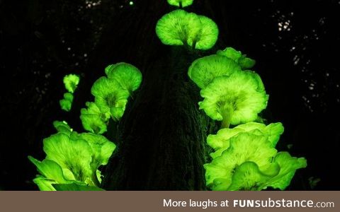Ghost Fungus on a tree, Queensland, Australia