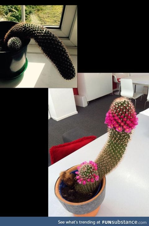 Every year this flaccid cactus erects itself