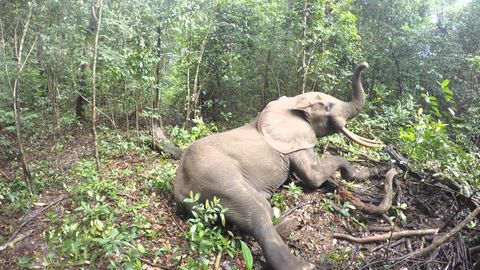 What an Elephant does when it wakes up from being tranquilized (watch till end)