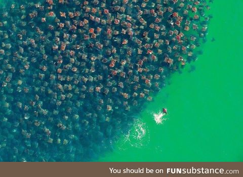A fever of stingrays