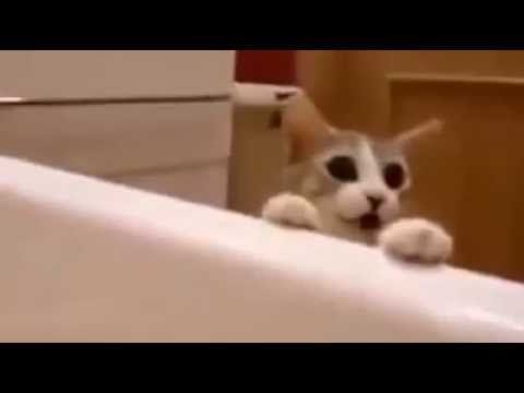 Cat sees owner "drowning" his reaction is unexpected"