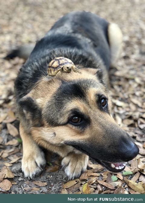 PsBattle: Turtle on top a dog's head!