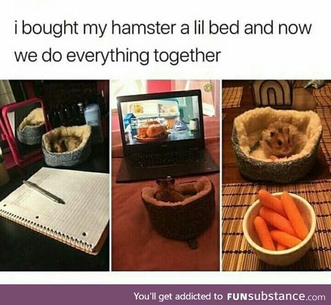 Smol company