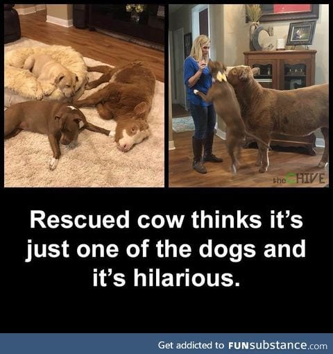 In guess this cow is moooovin on up... I'll show myself out