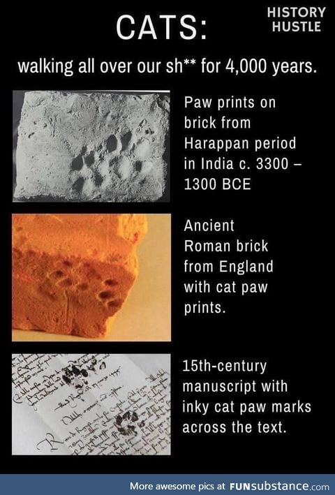 So meowch truth