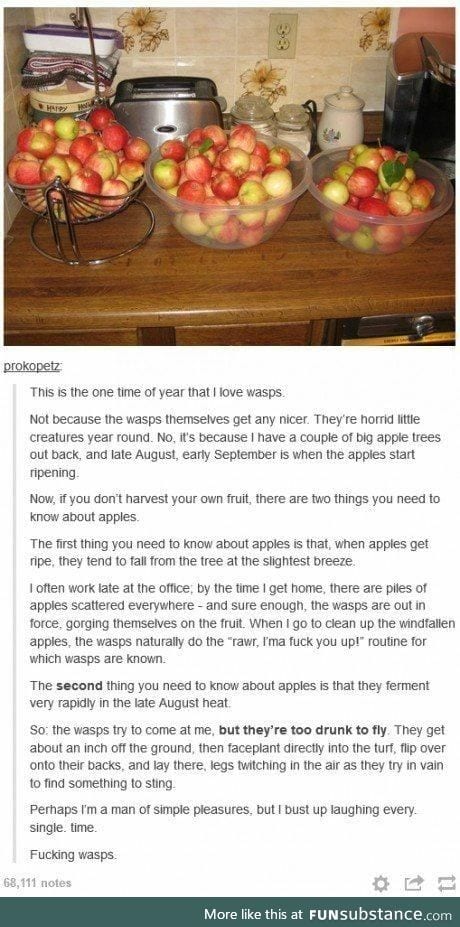 Wasps.