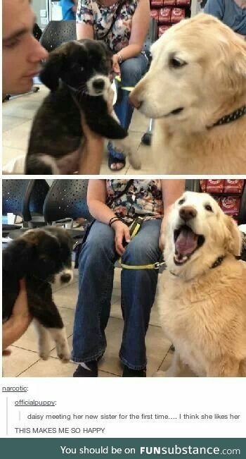 woof