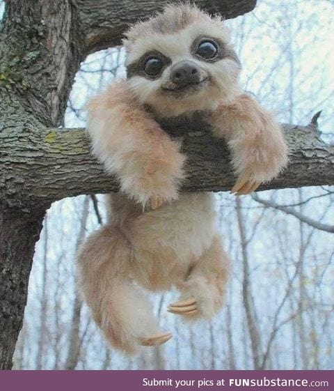 Be more Sloth-like