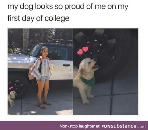 Doggo is proud of owner