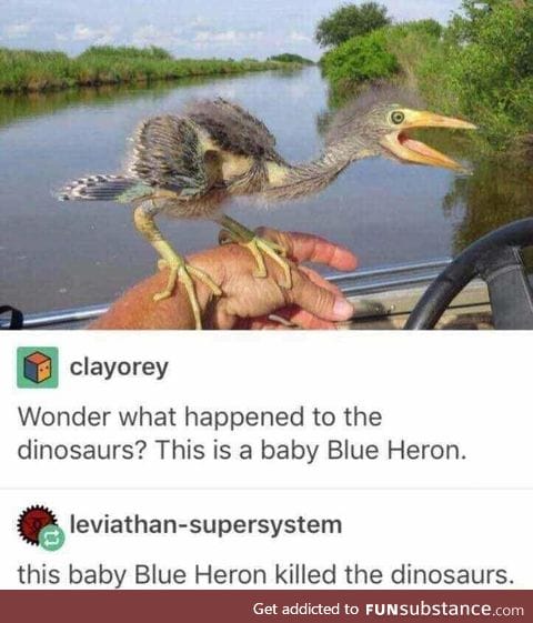 Beware the Heron