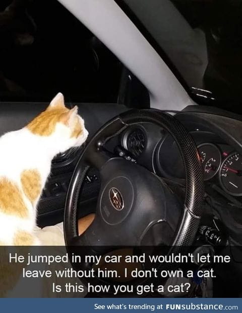 That cat !