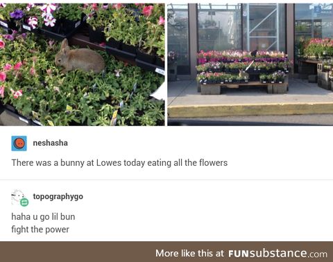 Bunny