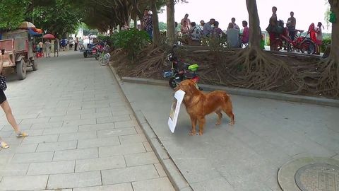 Chinese business owner trained dog to walk around with a sign advertising his burger joint