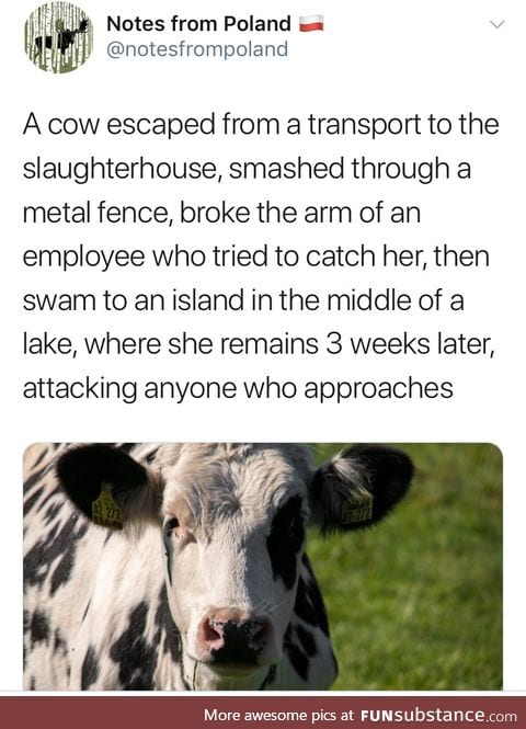 Holy cow!