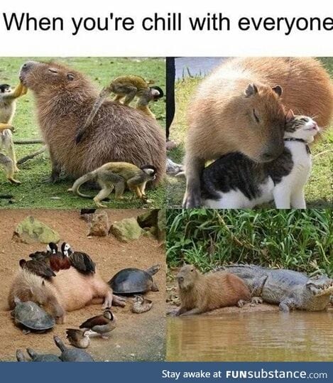 They look so innocent..