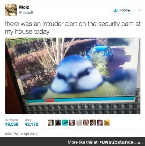 Birb alert