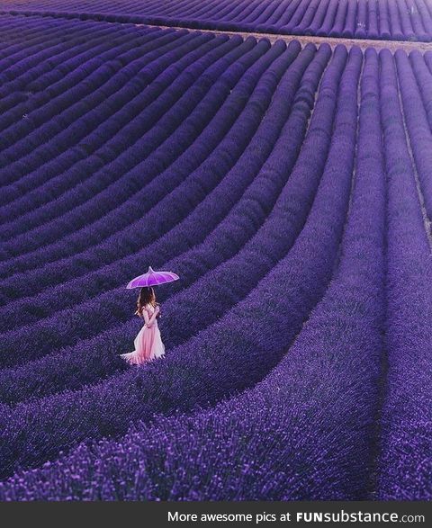 France's Lavender Fields