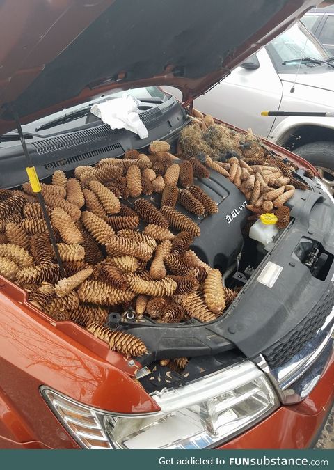 Squirrels stash 50 pounds of pine cones in car engine
