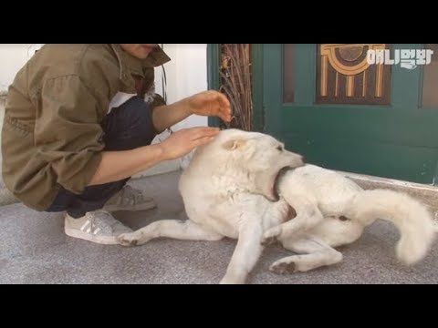 Dog bites itself because it’s use to being abused