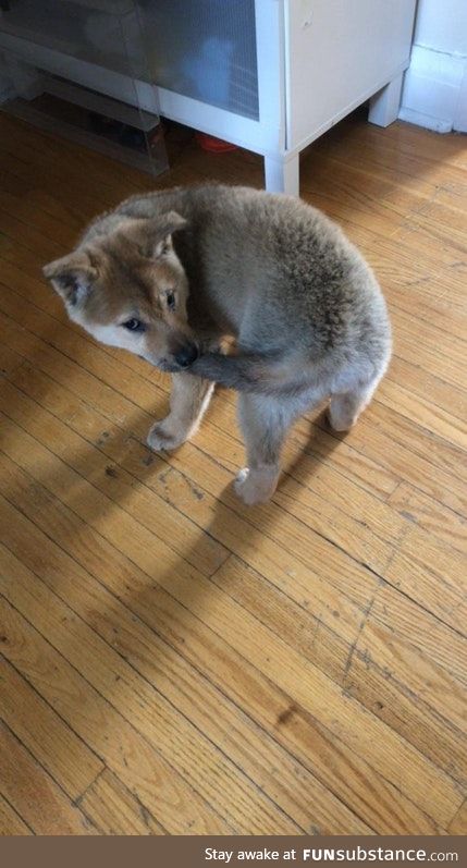 Achievement Unlocked: Bite your own Tail