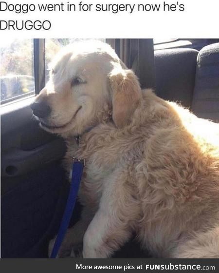 Druggo faild the D A R E program