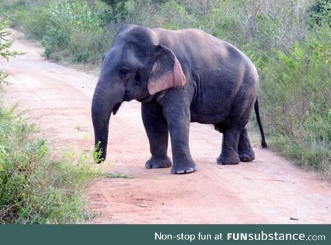 A five foot tall elephant with dwarfism