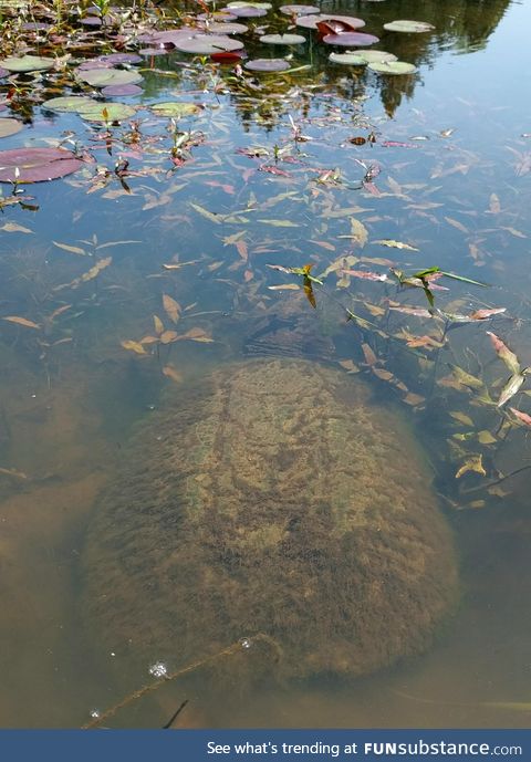 Huge snapping turtle