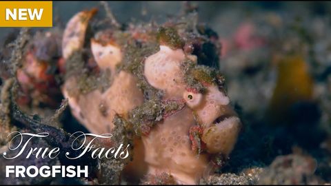 True facts about the frog fish