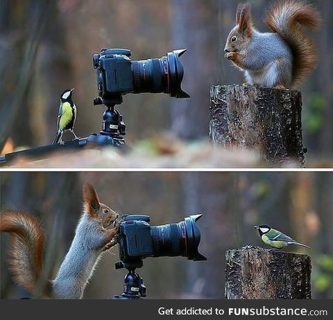 Russian Photographer Captures The Cutest Squirrel Photo Session Ever photo by Vadim Trunov