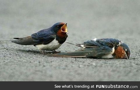 Animals have feelings