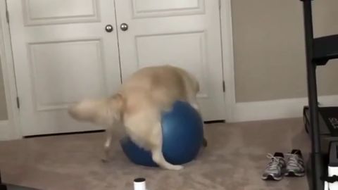 Doggo gets stuck on exercise ball