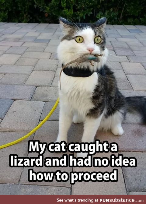 Cat caught a lizard