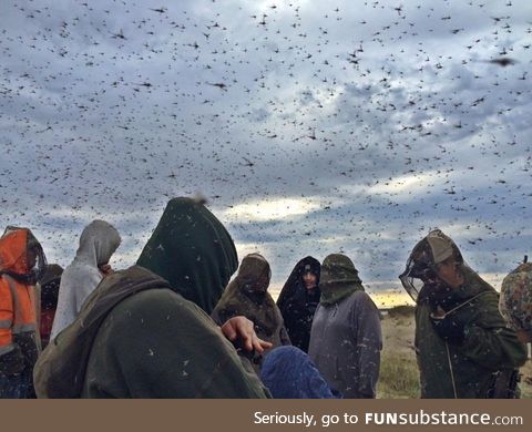 Mosquitos in Alaska