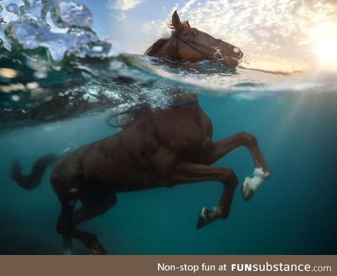 Swimming Horse: An above and below view of a horse swimming in the sea