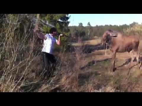 Man stops a charging moose like a cave man