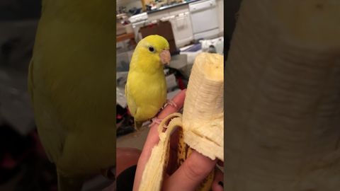 Little Birb does a Happy Wiggle