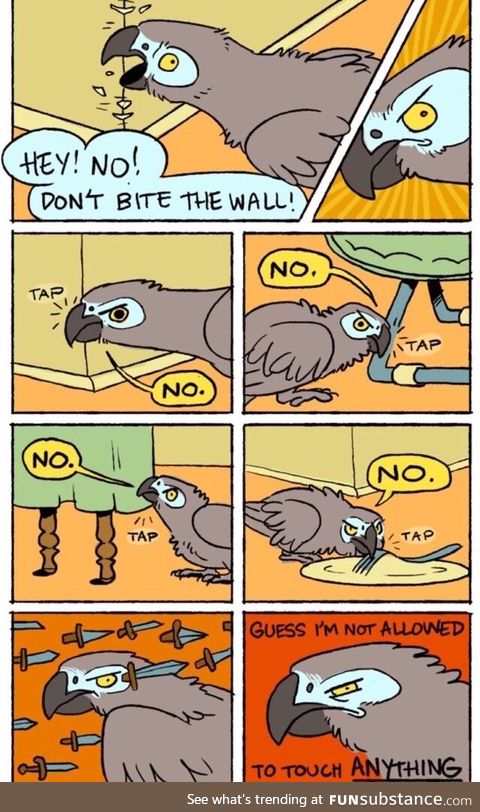 This is exactly how pet birds are