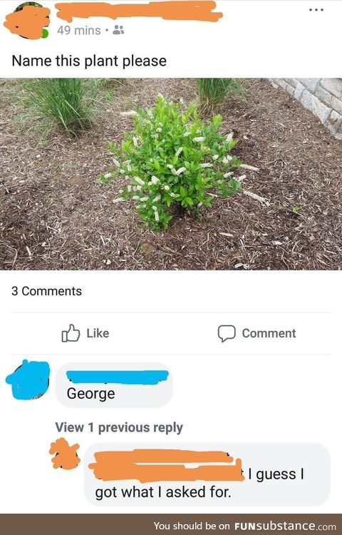 Name this plant please