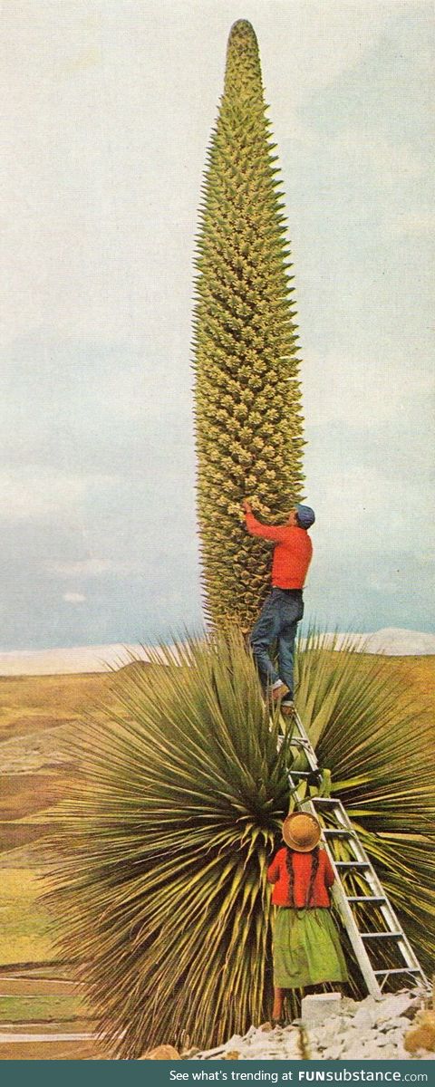 A blooming Queen of the Andes cactus, each node is made of dozens of flowers
