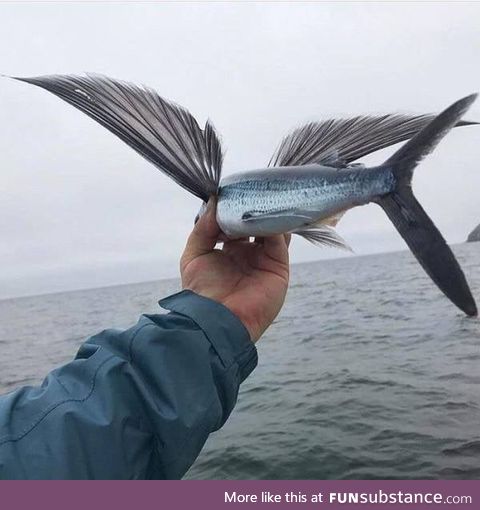 What a flying fish up close looks like