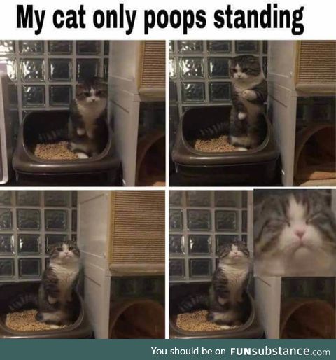 Strangest cat